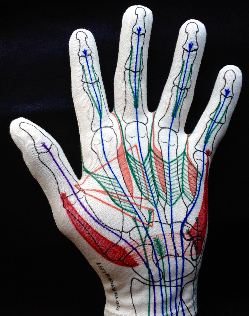 English Videos for Anatomy Softwear Learning System Anatomy Softwear