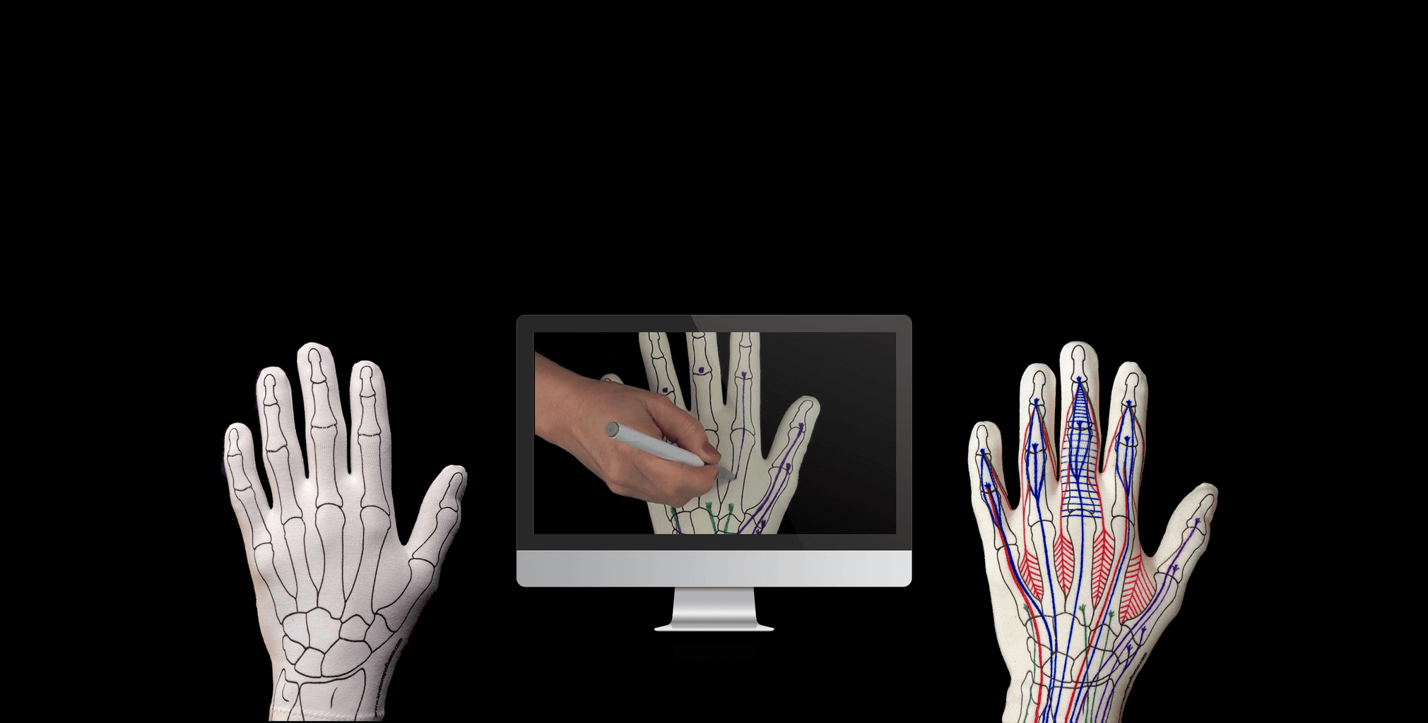 Learn Hand Anatomy | Anatomy Softwear – Anatomy Softwear International Inc.